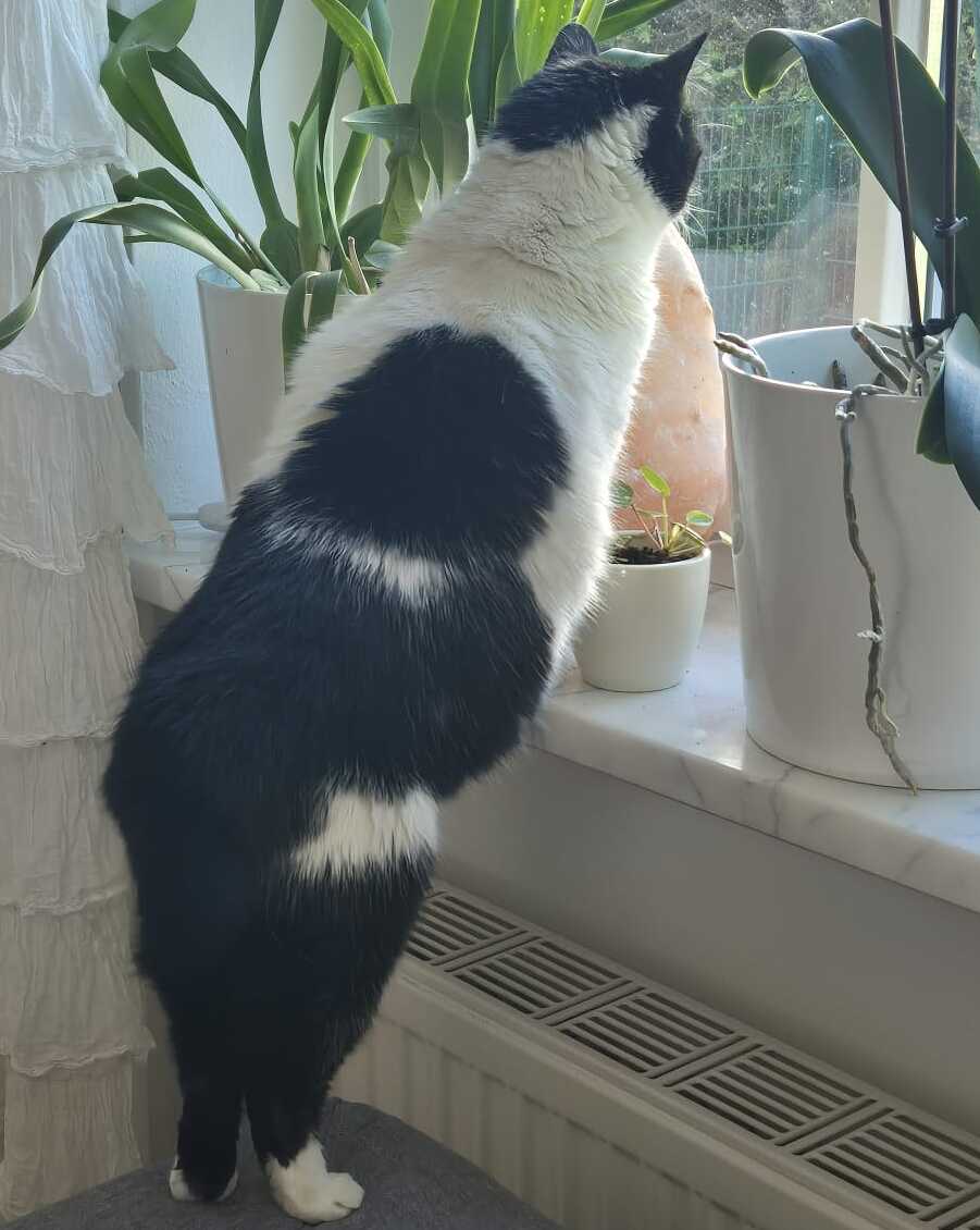 Erfahrungsbericht Body Code Momo